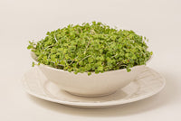 Moutarde Wasabi (Micropousse)